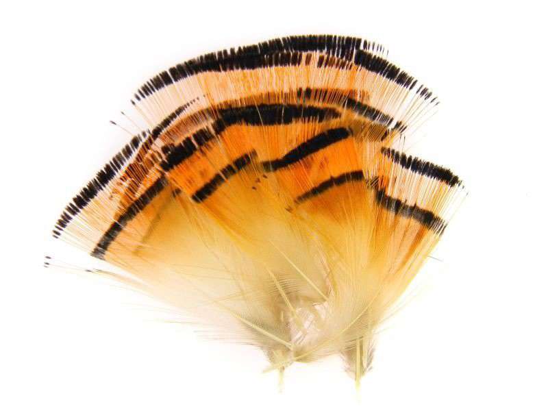 Wapsi Golden Pheasant