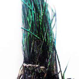 Pavja Peresa, Black