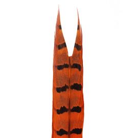 Fazanov Rep Hends, Orange