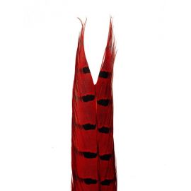 Fazanov Rep Hends, Red